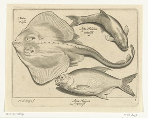 Raya, dorada y pescado blanco Libelivs miscelánea Genera piscium complectens (título de la serie) Peces de agua dulce, peces marinos, ranas, crustáceos y criaturas marinas (título de la serie) de Nicolaes de Bruyn
