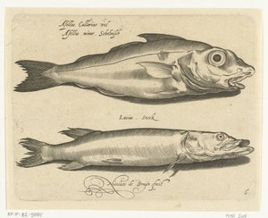 Abadejo y lucio Libelivs miscelánea Genera piscium complectens (título de la serie) Peces de agua dulce, peces marinos, ranas, crustáceos y criaturas marinas (título de la serie) de Nicolaes de Bruyn