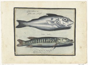 Abadejo y lucio Libelivs miscelánea Genera piscium complectens (título de la serie) Peces de agua dulce, peces marinos, ranas, crustáceos y criaturas marinas (título de la serie) de Nicolaes de Bruyn