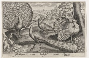 Dos pavos reales y pavo Pájaros e insectos (título de la serie) de Nicolaes de Bruyn