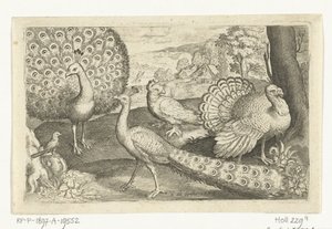 Dos pavos reales y pavo Pájaros e insectos (título de la serie) de Nicolaes de Bruyn