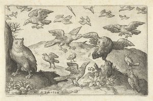Búho con presa depredada por otras aves Pájaros e insectos (título de la serie)