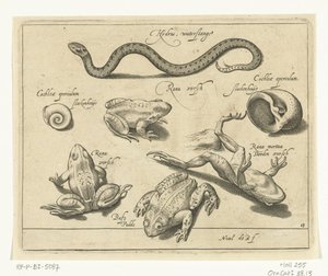 Serpiente de agua, ranas y sapos Libelivs miscelánea Genera piscium complectens (título de la serie) Peces de agua dulce, peces marinos, ranas, crustáceos y criaturas marinas (título de la serie) de Nicolaes de Bruyn