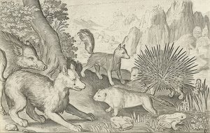 Jabalí, zorros, castores, puercoespín y ranas. 1621