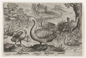 Cisnes y gansos y patos junto al agua Pájaros e insectos (título de la serie) de Nicolaes de Bruyn
