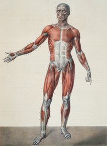 Anatomía del cuerpo humano, de 