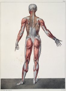 Anatomía del cuerpo humano, de 