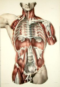 Torso desollado, lámina de 