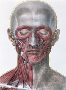 Musculatura de la cara, lámina de 