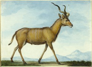 Un Kudu de Nicolas Hüet the Younger
