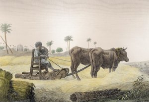 Cosecha de Maíz, del Volumen II Artes y Oficios de 