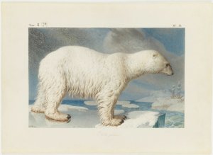 Oso polar de Nicolas Maréchal