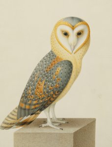 Un búho de Nicolas Robert