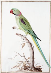 Periquito Alejandrino de Nicolas Robert