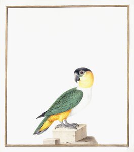 Loro de gorra negra de Nicolas Robert