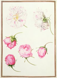 Seis cabezas de rosas antiguas de Nicolas Robert
