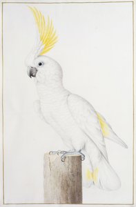 Cacatúa de cresta de azufre de Nicolas Robert