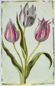 Tulipanes, c.1675 de Nicolas Robert