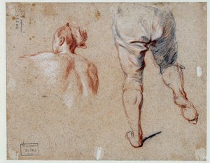 Estudio de anatomía
