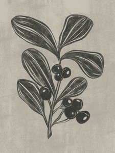 Boceto botánico de una baya de Nikita Jariwala