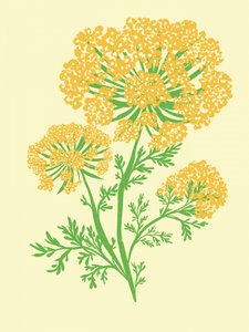 Umbel de color amarillo intenso de Nikita Jariwala