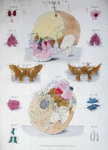 Huesos del cráneo, de 