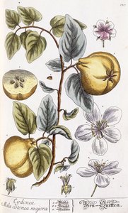 Membrillo de Nikolaus Friedrich Eisenberger
