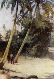 Niño de las Islas Salomón trepando por cocos verdes, cerca de Gavutu, Nueva Florida de Norman Hardy