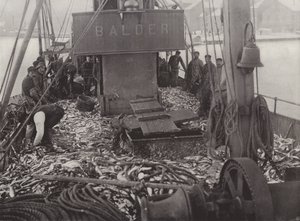 Pesca de arenque en invierno de Norwegian Photographer