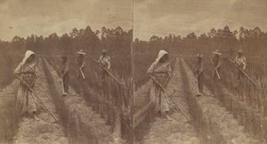 Cosechando arroz, 1876-1888 de O. Pierre Havens