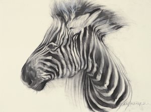Baby Zebra, 2000 (carboncillo sobre papel) de Odile Kidd
