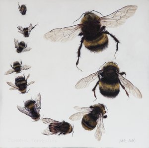 Bombus, 2015 (acrílico sobre madera gessoed)