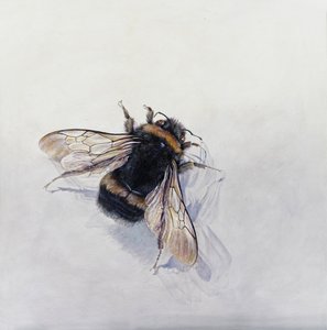 Bombus terrestris 11 (acrílico sobre madera gessoed) de Odile Kidd
