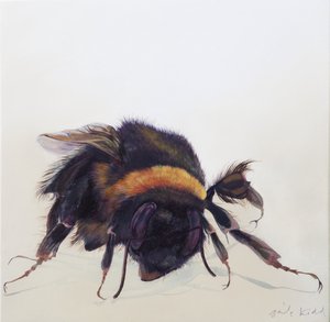 Bombus terrestris 9, 2013 (acrílico sobre madera) de Odile Kidd