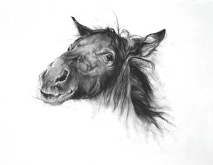 Colt, 2002 (carboncillo sobre papel Fabriano) de Odile Kidd