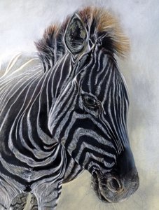 Equus burchelli 1 (detalle), 2009 (carboncillo, conte y pastel a la tiza sobre papel Bockingford) de Odile Kidd