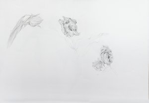 Estella rijnveld 1, 2013 (lápiz sobre papel cartulina)