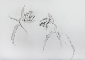 Estella rijnveld 3, 2017 (lápiz sobre papel cartulina) de Odile Kidd