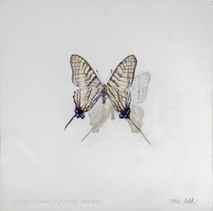 Graphium (Pazala) eurosus, 2014 (acrílico sobre madera gessoed) de Odile Kidd