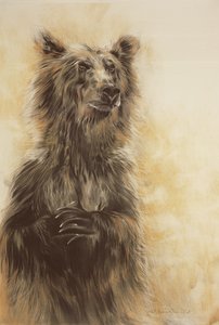 Grizzly Bear 1, 2002 (lápiz carbón, carboncillo y tiza) de Odile Kidd