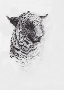 Leopardo 2, 2004 (conte sobre papel Fabriano)