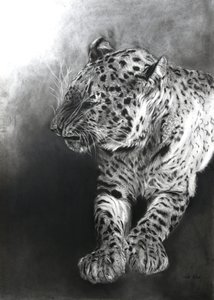 Panthera pardus 2, 2009 (carboncillo y conte sobre papel Fabriano) de Odile Kidd
