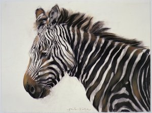 Zebra, 2002 (carboncillo y tiza) de Odile Kidd