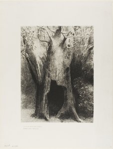 Me sumergí en la soledad. Viví en el árbol detrás de mí, lámina 9 de 24
