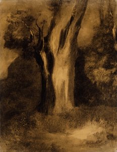 Árbol