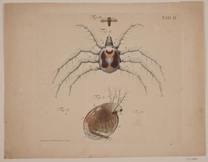 Insectos. Lámina II de obra zoológica de Odvardt Helmoldt de Lode