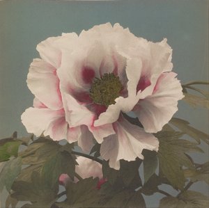 Peonía Arbórea de Ogawa Kazumasa