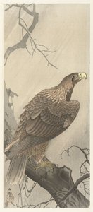 Águila en la rama de un árbol