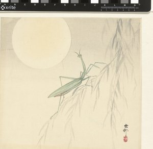 Mantis religiosa