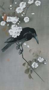Cuervo en una rama de cerezo en flor de Ohara Koson